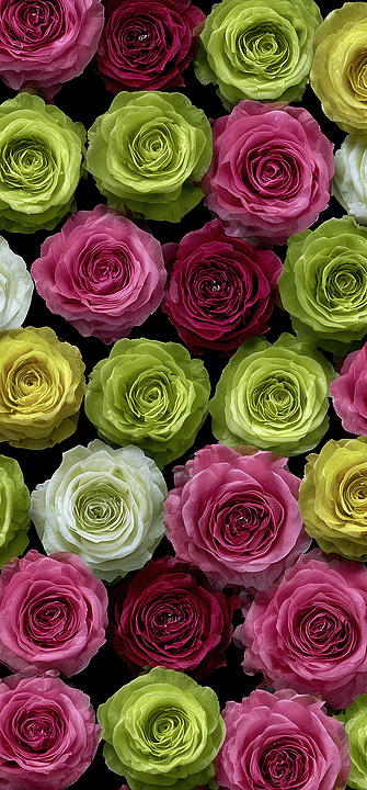 Bunte Rosen