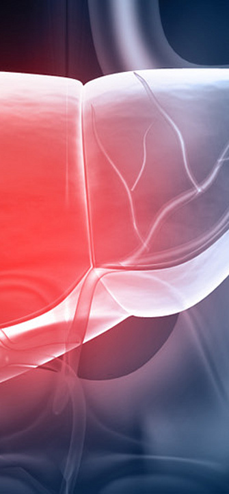 Neuer Mechanismus in der Leberforschung entdeckt - Foto: rasi/AdobeStock.com