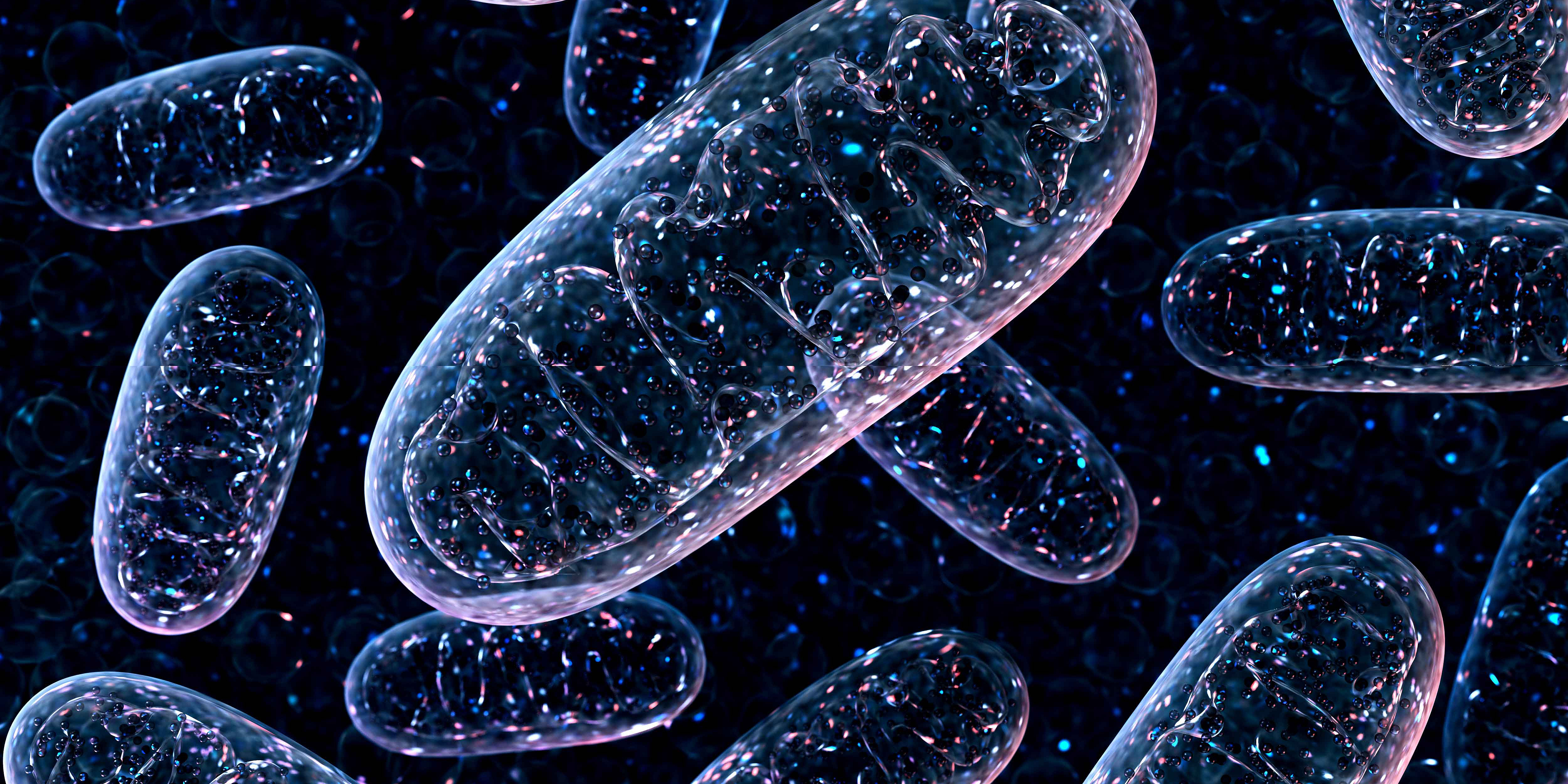 Eine 3D-Darstellung von durchsichtigen, ovalen Mitochonndrien auf einem schwarzen Hintergrund
