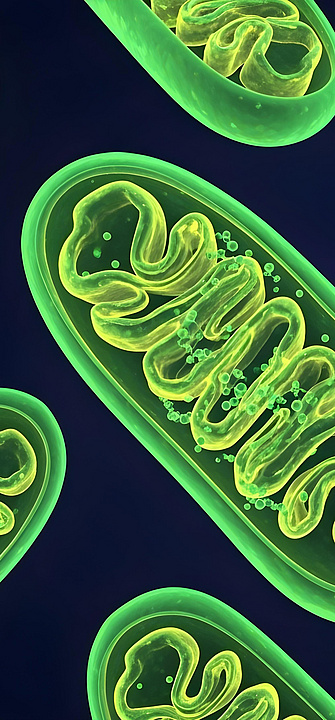 Grün leuchtende Mitochondrien
