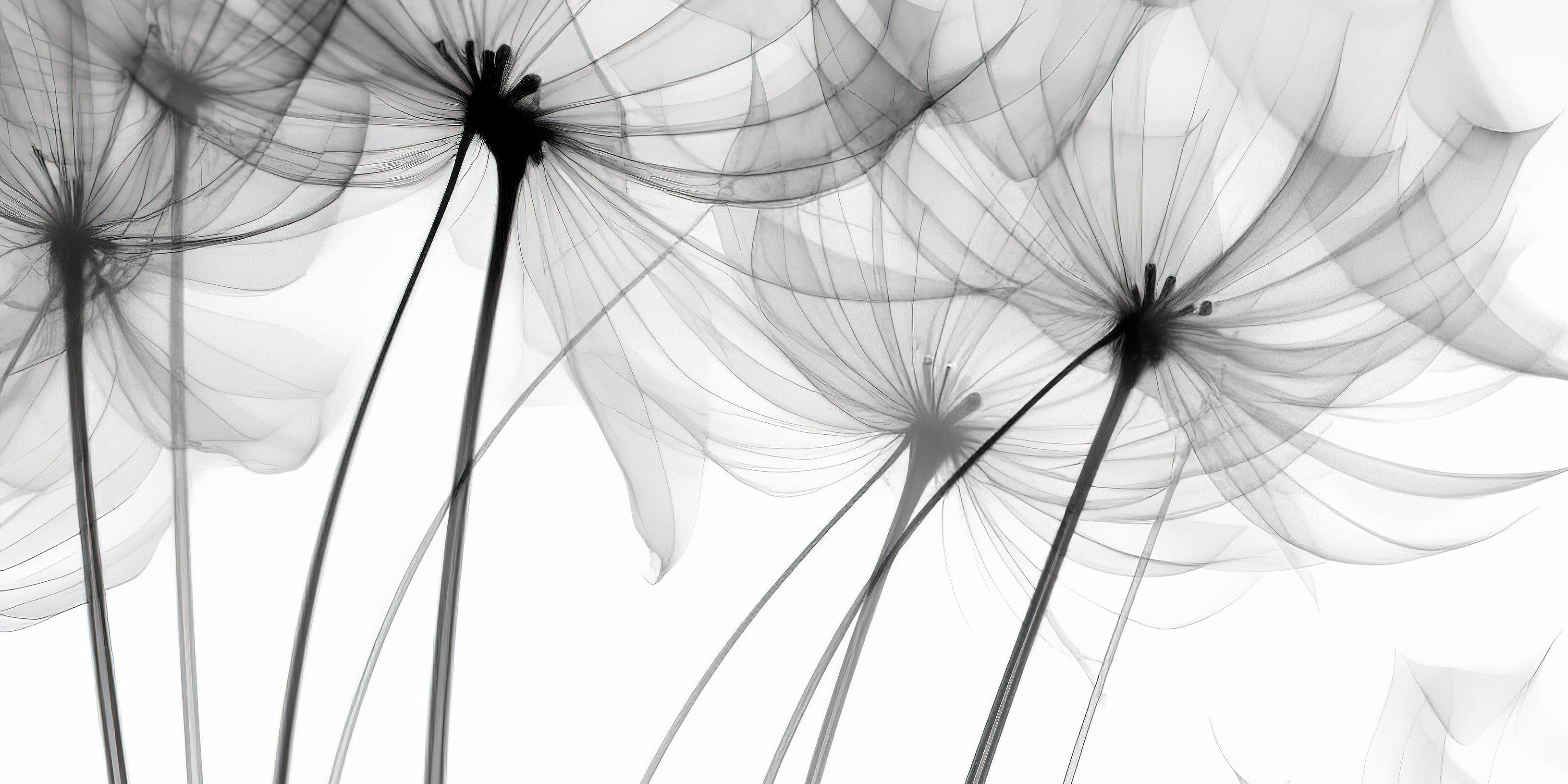 Transparente Röntgenblumen. Beileid, Trauer, Verlust