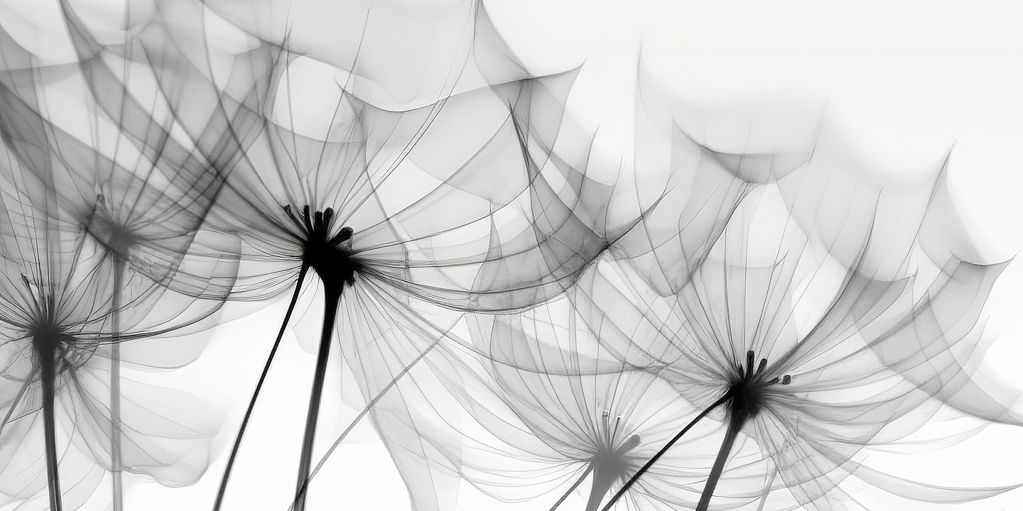Transparente Röntgenblumen. Beileid, Trauer, Verlust