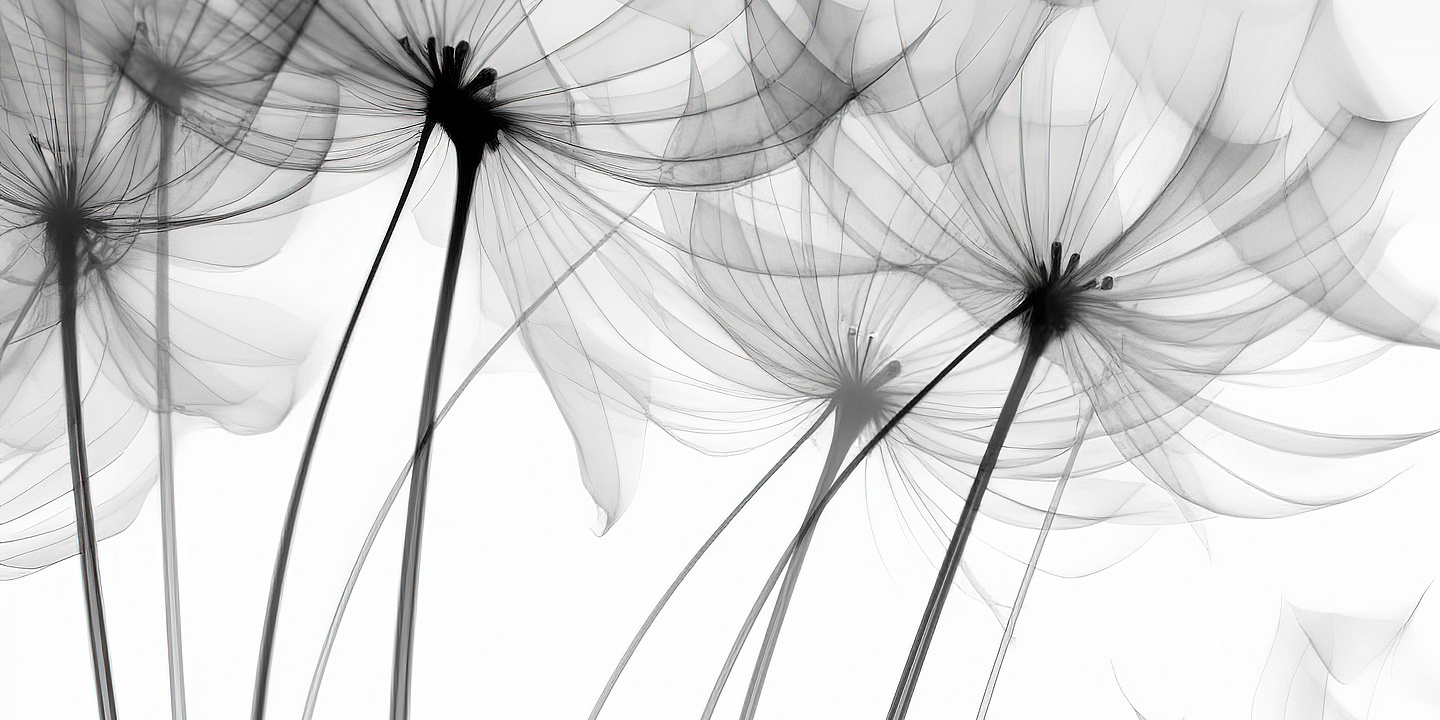 Transparente Röntgenblumen. Beileid, Trauer, Verlust