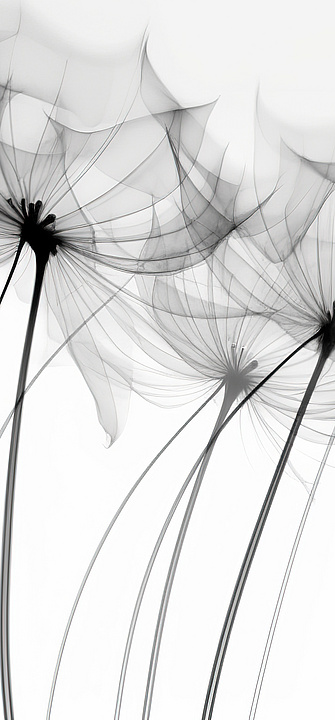 Transparente Röntgenblumen. Beileid, Trauer, Verlust