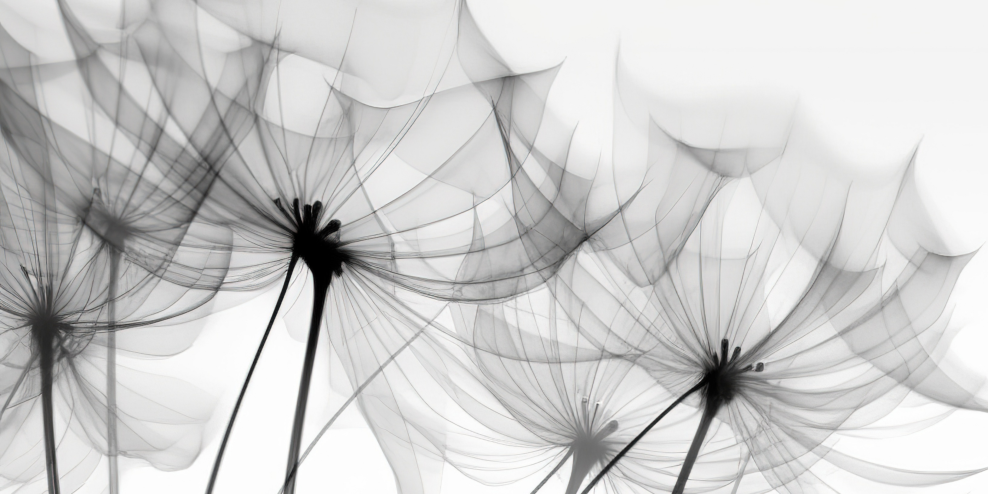 Transparente Röntgenblumen. Beileid, Trauer, Verlust