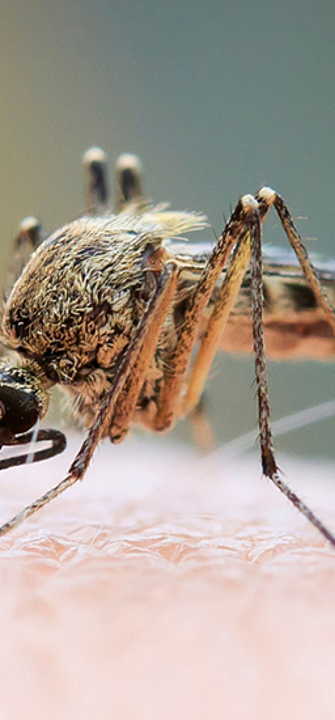 Gelsenstiche verursachen Juckreiz - nataba/AdobeStock