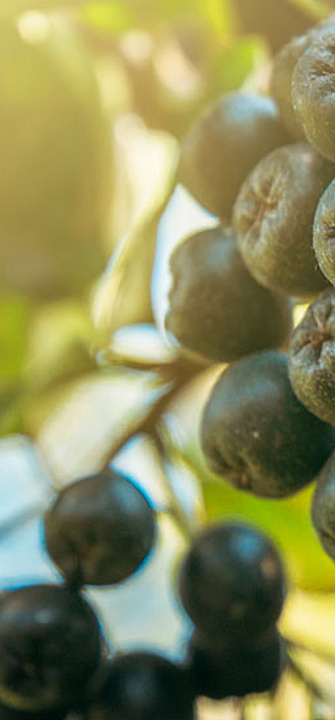 Aroniabeere - Bits and Splits/AdobeStock