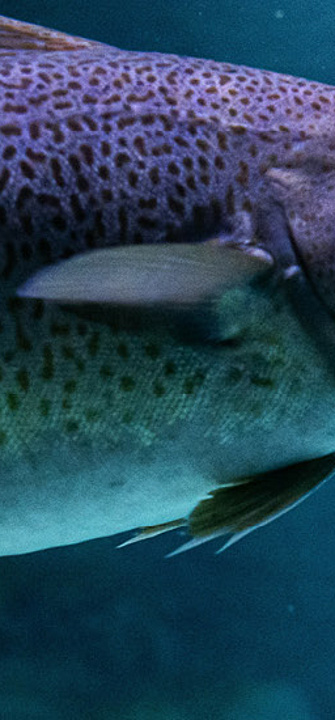 Fischhaut kann Leben retten/Thomas/AdobeStock.com