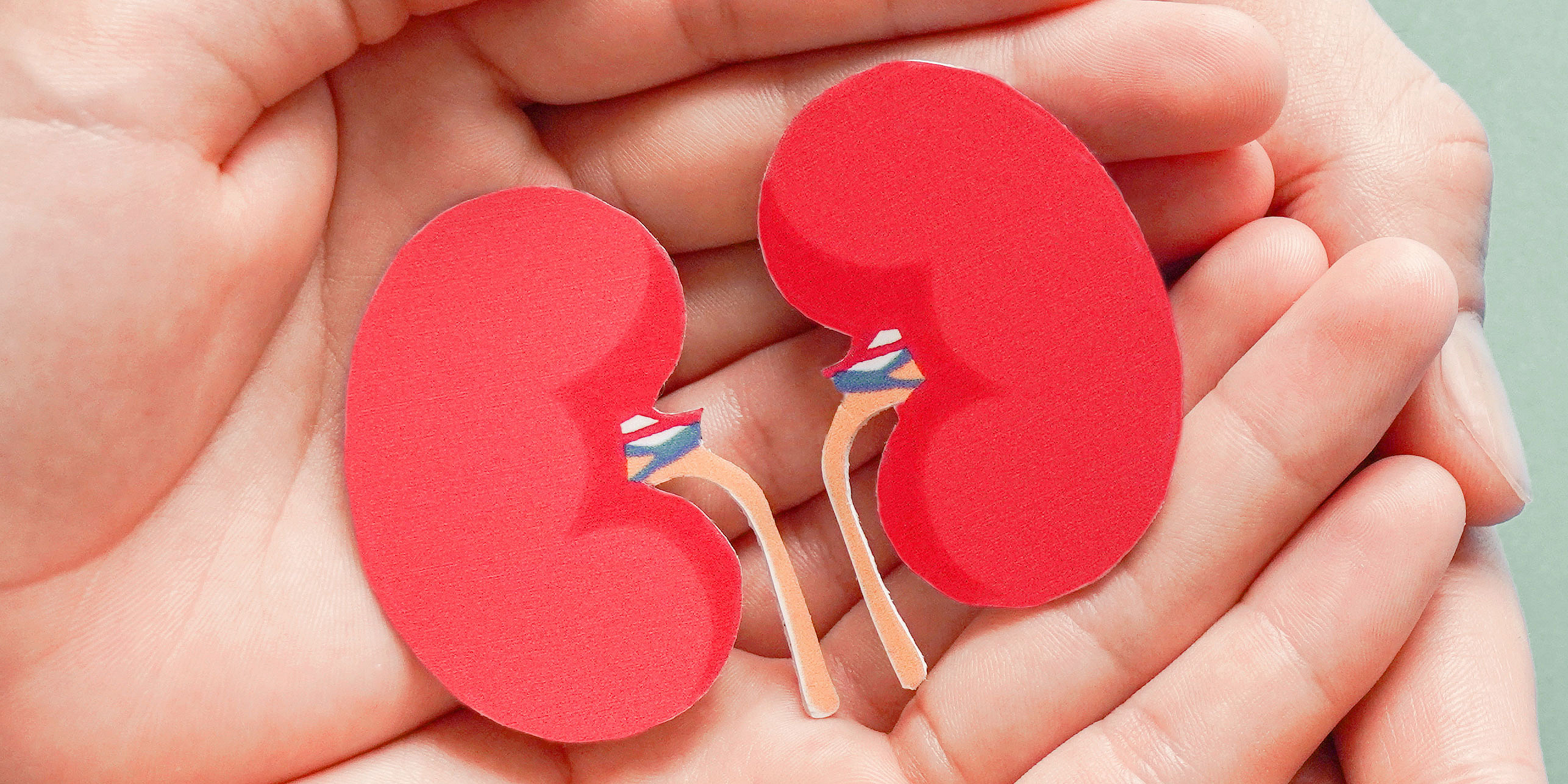 Zwei Hände halten ein Modell von Nieren.