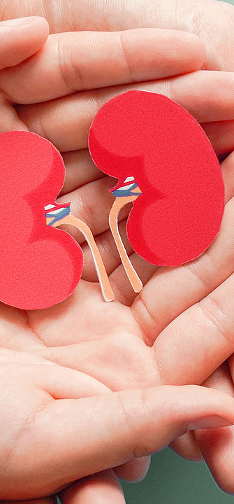 Zwei Hände halten ein Modell von Nieren.