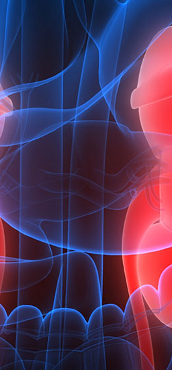 Nieren - AdobeStock/magicmine