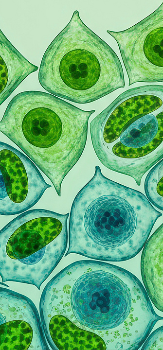 Mikroskopische Ansicht menschlicher Zellen