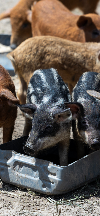 Eine Gruppe von braunen und schwarzen Ferkeln stehen in einem Feld. Zwei Schweine stehen in einer Wasserschale.