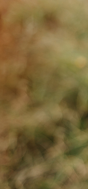 Aepfel in einem Korb - Credit: Serenkonate/adobe.stock.com