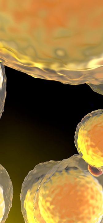 Aufnahme von Fettzellen im Mikroskop