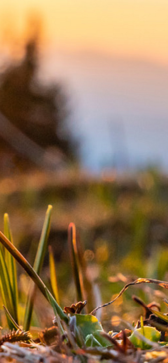 Frühlingsgefühle - Foto: Netzer Johannes/AdobeStock.com