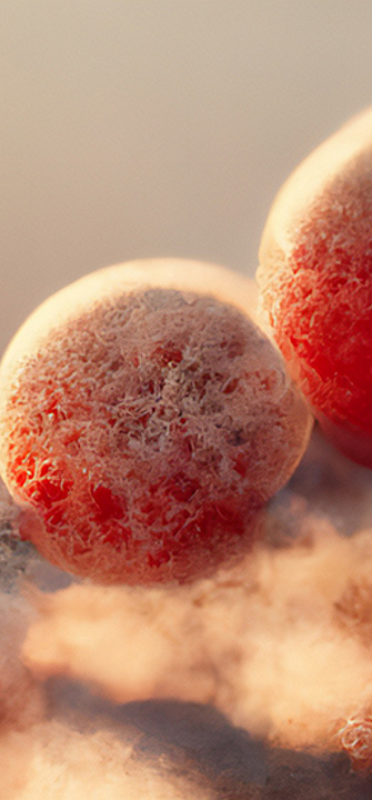 Pilzinfektion - AdobeStock/catalin