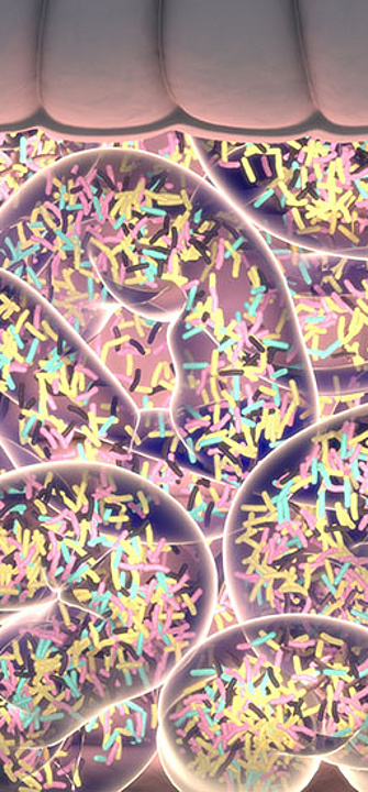 Darmmikrobiom - Credit: AnatomyInsider/AdobeStock