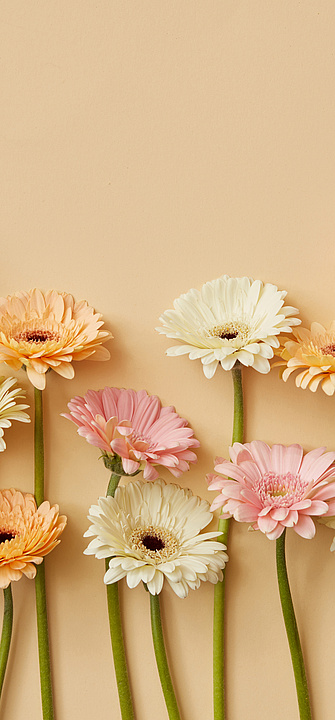 Frühlingsarrangement aus frischen Gerbera vor einem gelben Papierhintergrund