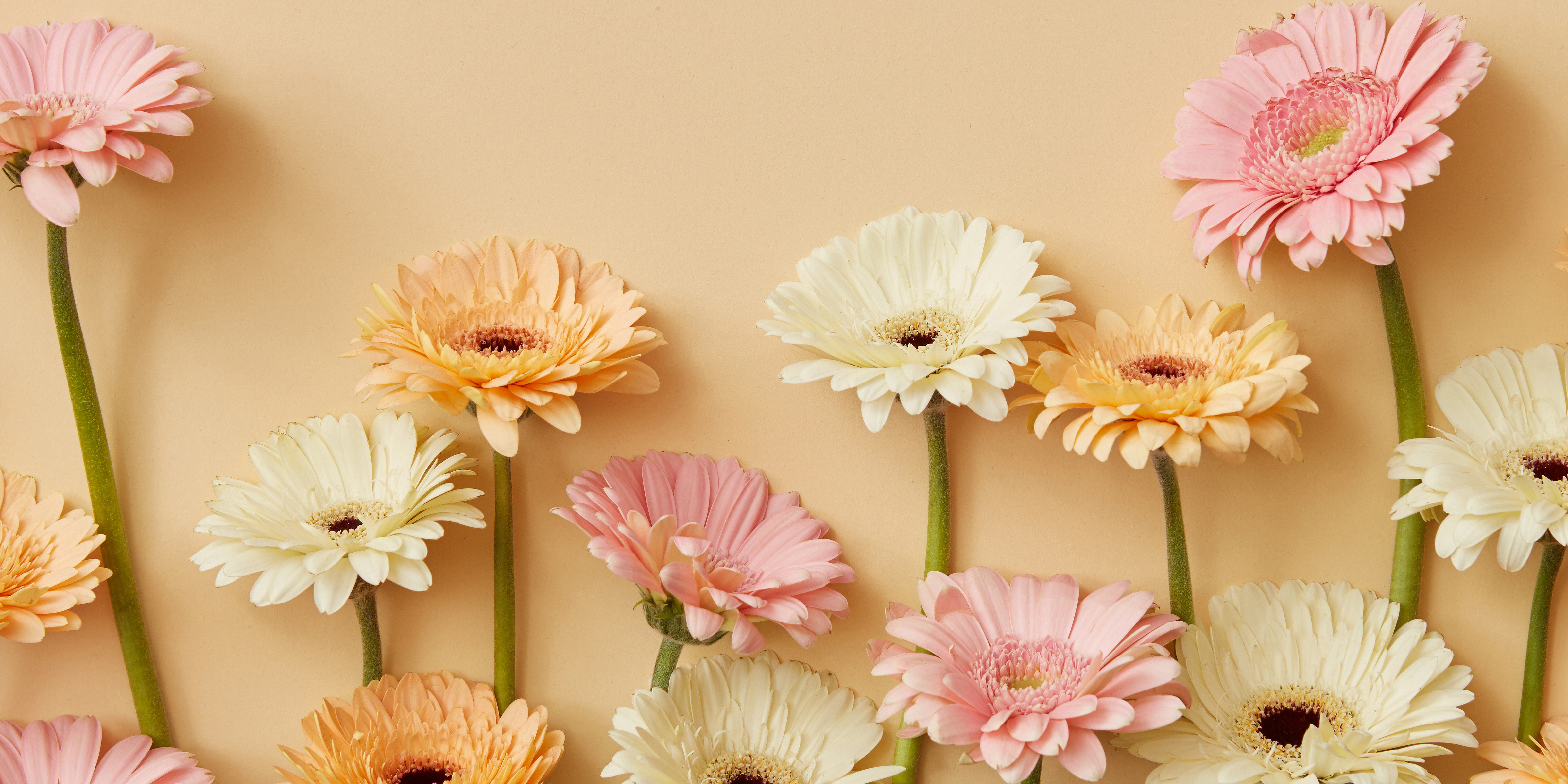 Frühlingsarrangement aus frischen Gerbera vor einem gelben Papierhintergrund