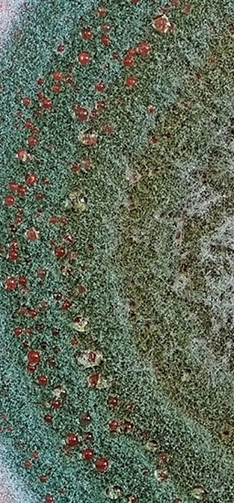 Pilz auf Petrischale - TopMicrobialStock/AdobeStock