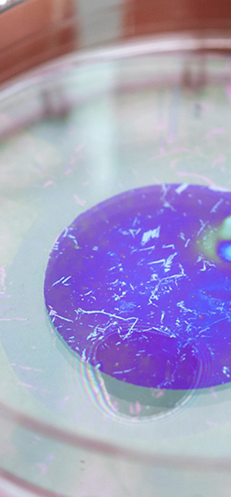 Solarzellen in einer Petrischale