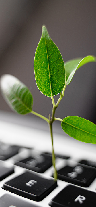 Laptop Tastatur mit kleiner Pflanze