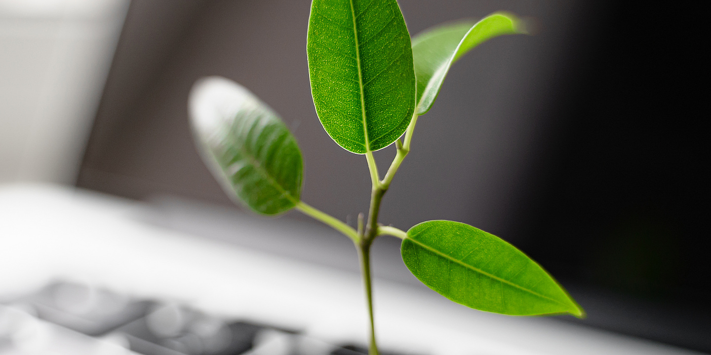 Laptop Tastatur mit kleiner Pflanze