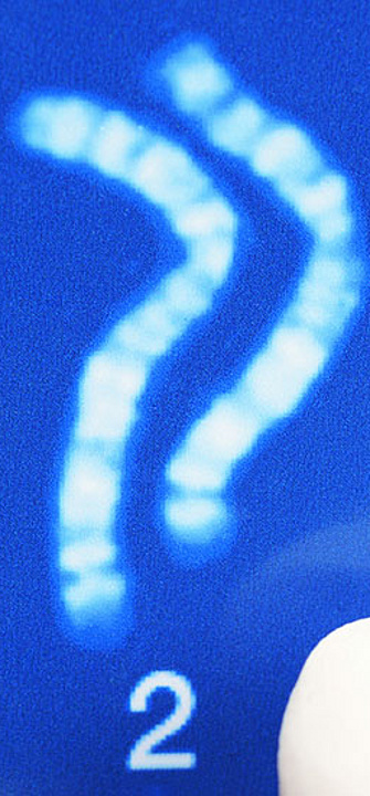 Chromosome - AdobeStock / Dan Race