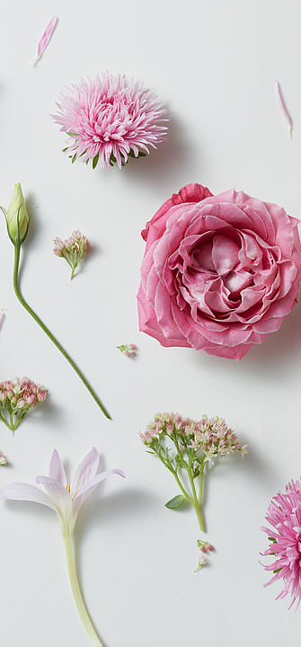 Hintergrund mit rosa Rosen und Knospen auf weißem Hintergrund