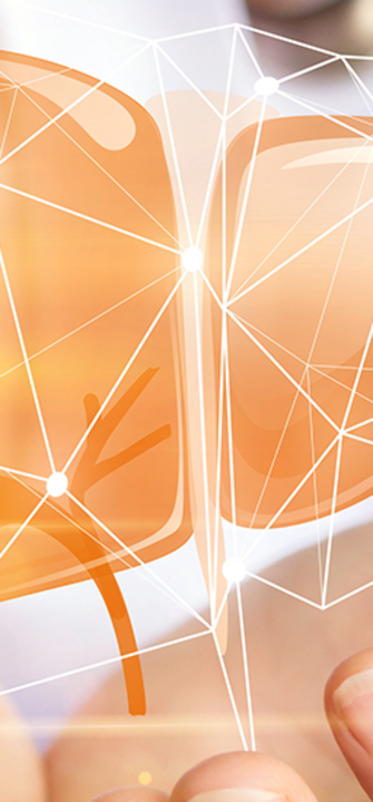 Darstellung der Leber