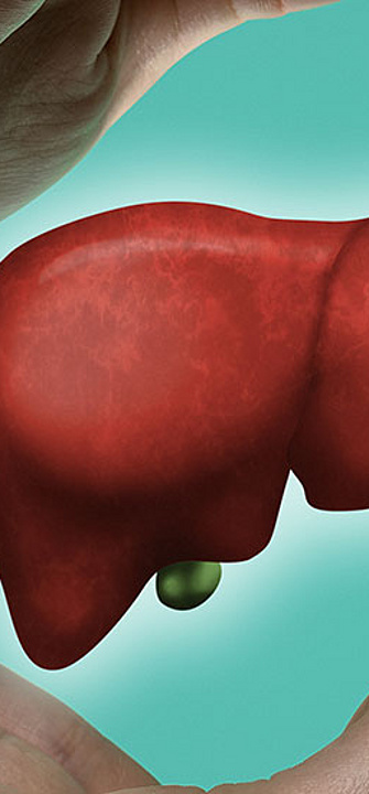 Leber - svetazi/AdobeStock