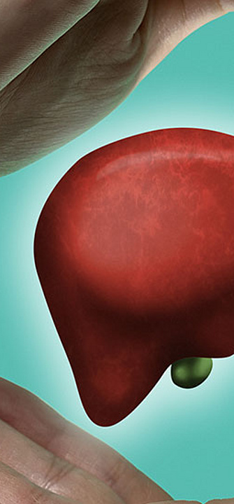 Leber - AdobeStoke/svetazi