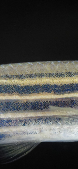 Zebrafisch - chrweiss/adobestock.com