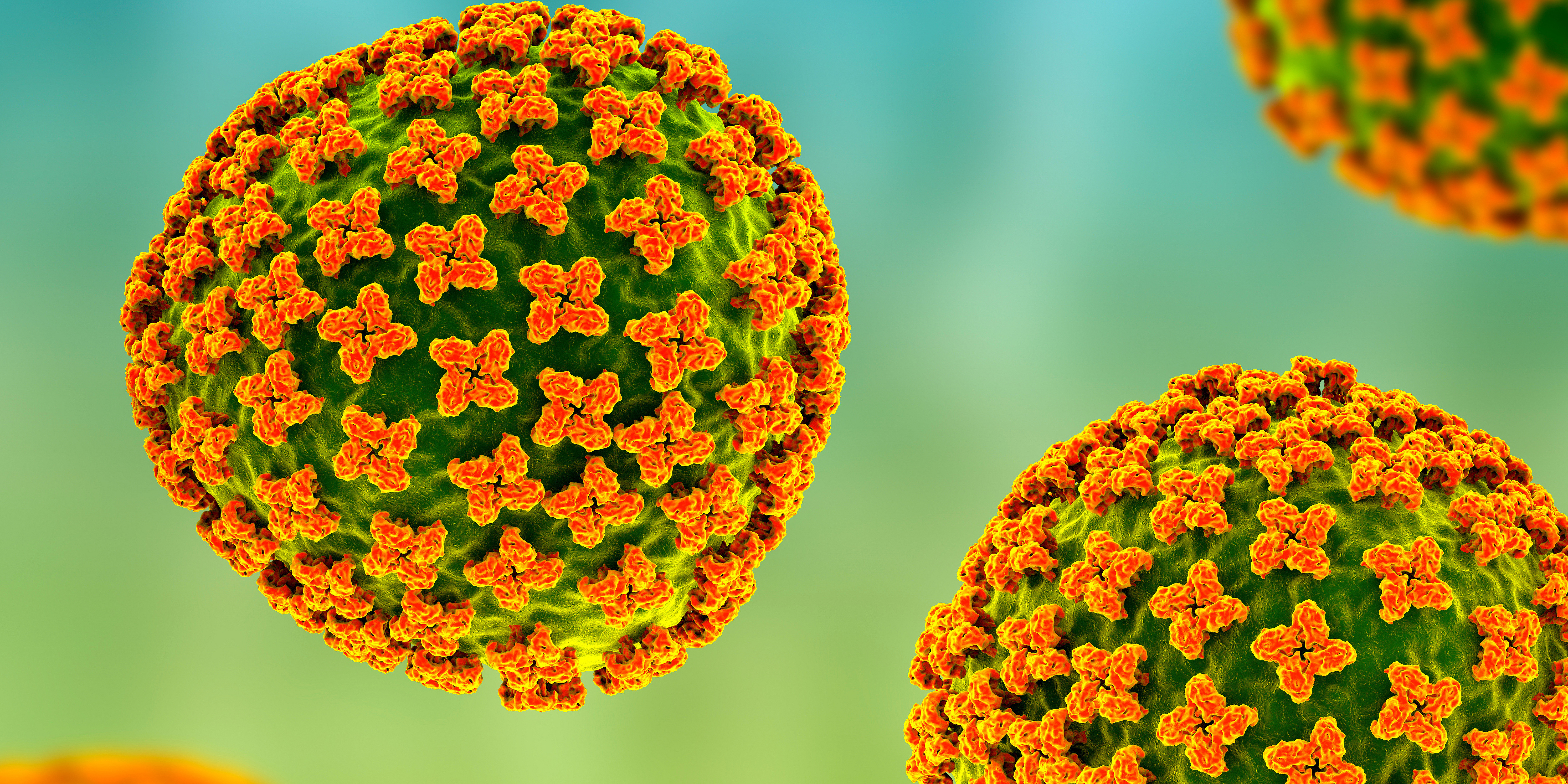 Ein Modell eines Orthohantavirus.