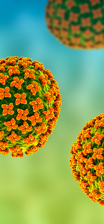 Ein Modell eines Orthohantavirus.