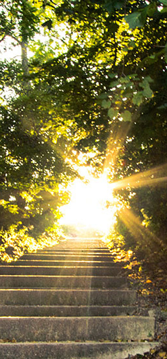 Wald - AdobeStock/ehrlif