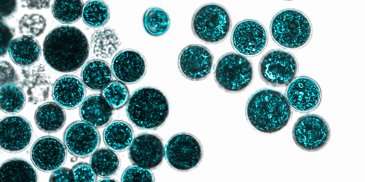 Mikrobiom. Bakterien auf weißem Hintergrund. Bakterien und Mikroorganismen