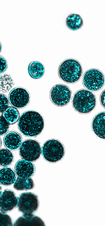 Mikrobiom. Bakterien auf weißem Hintergrund. Bakterien und Mikroorganismen