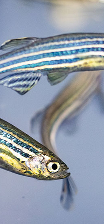 Zebrafische - Foto: Med Uni Graz/Wittmann