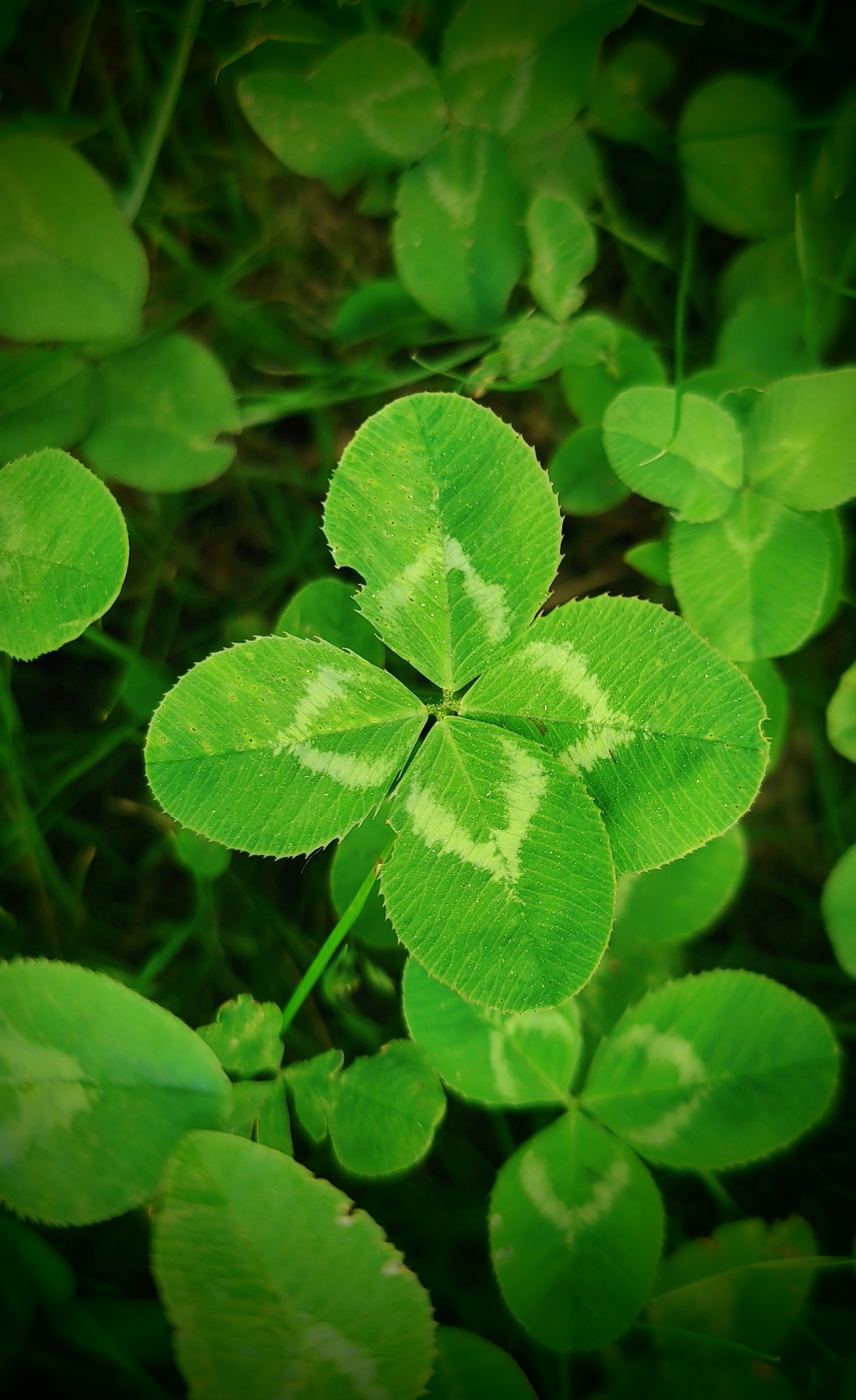 Foto: From Luck to Resurrection 