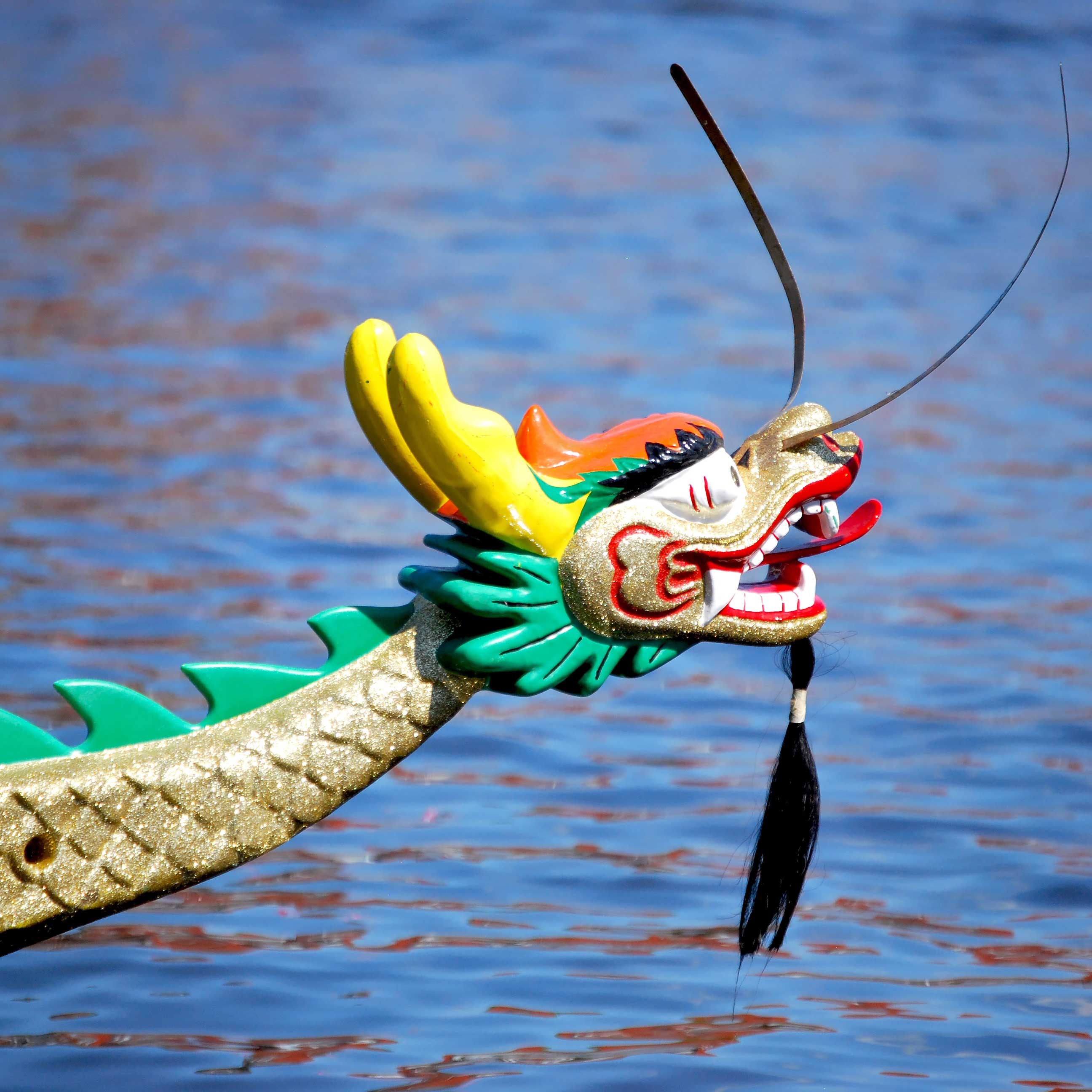 Drachenboot Cup - Credit: otmar smit-AdobeStock.com