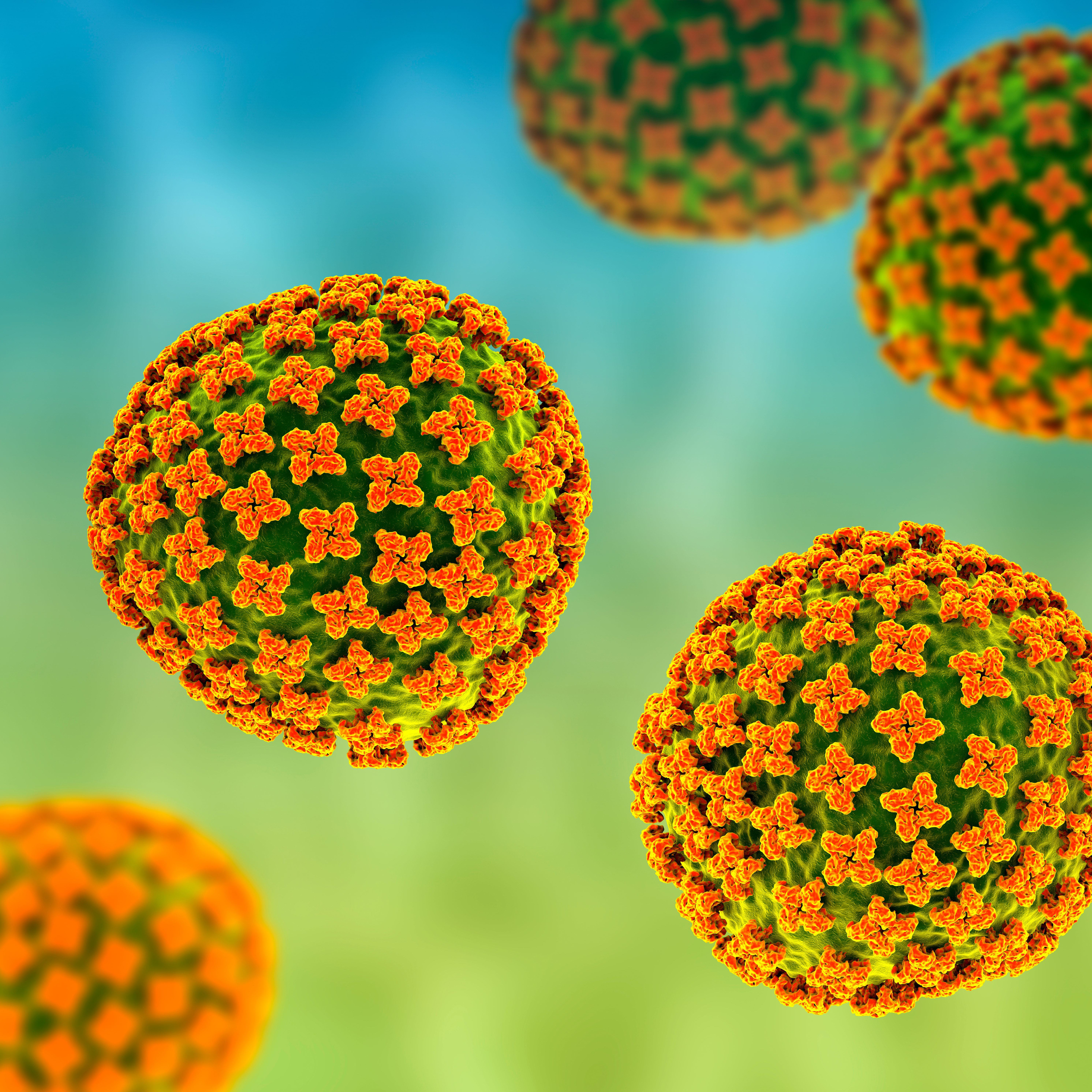 Ein Modell eines Orthohantavirus.