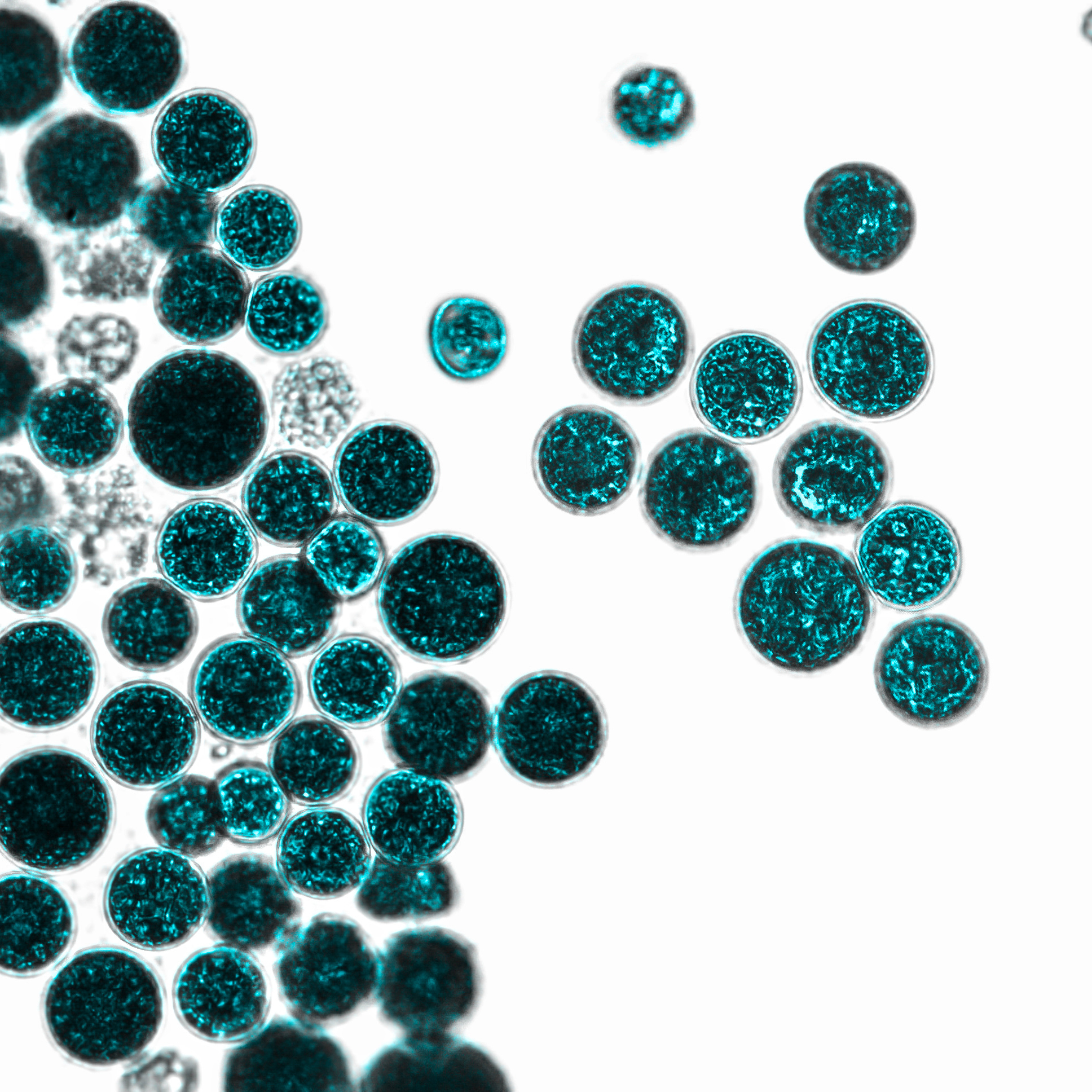 Mikrobiom. Bakterien auf weißem Hintergrund. Bakterien und Mikroorganismen