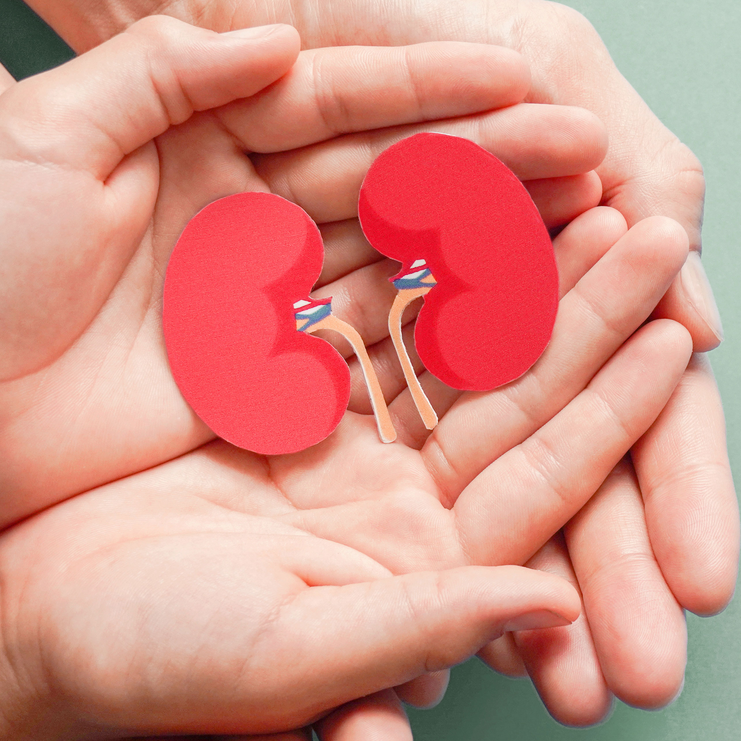 Zwei Hände halten ein Modell von Nieren.