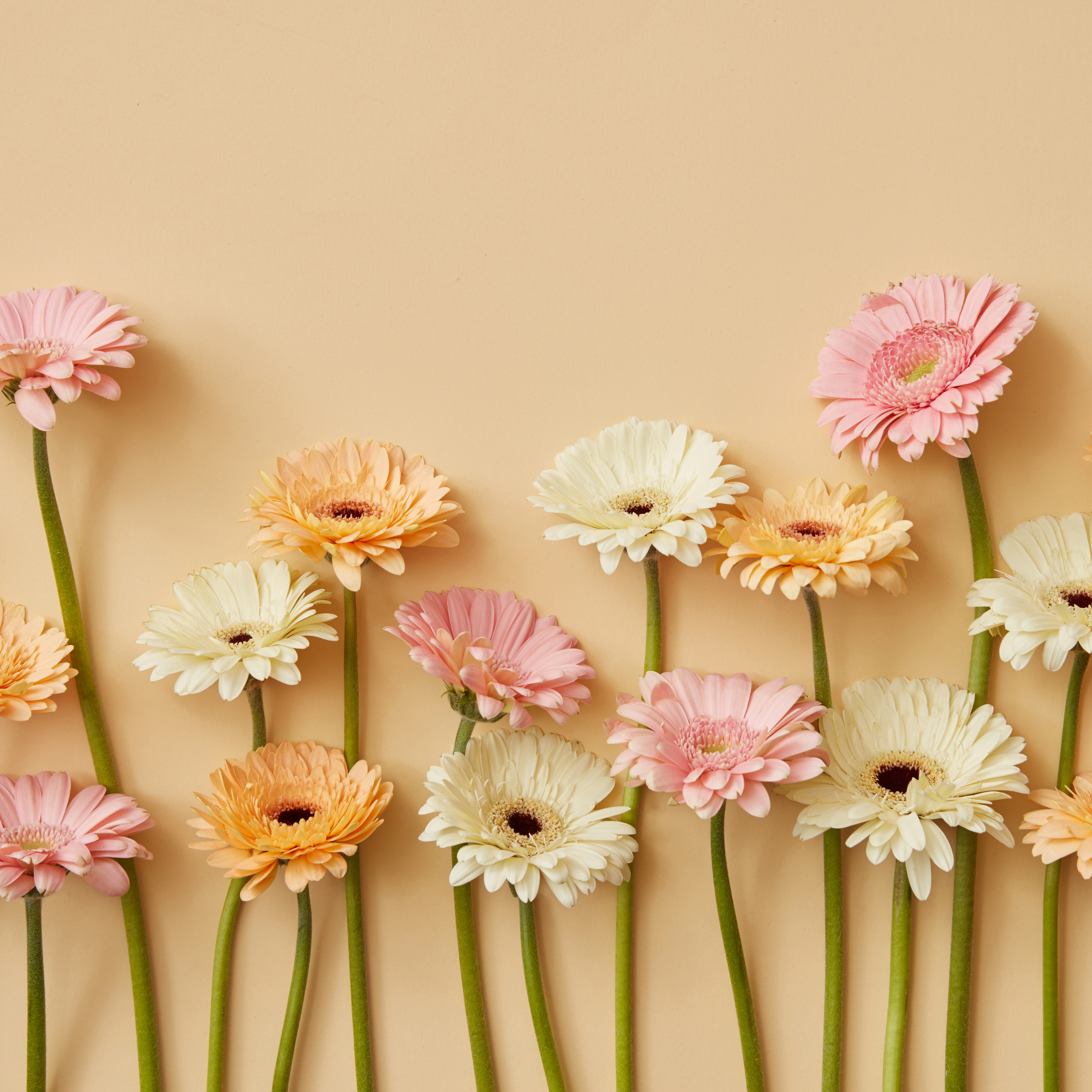 Frühlingsarrangement aus frischen Gerbera vor einem gelben Papierhintergrund