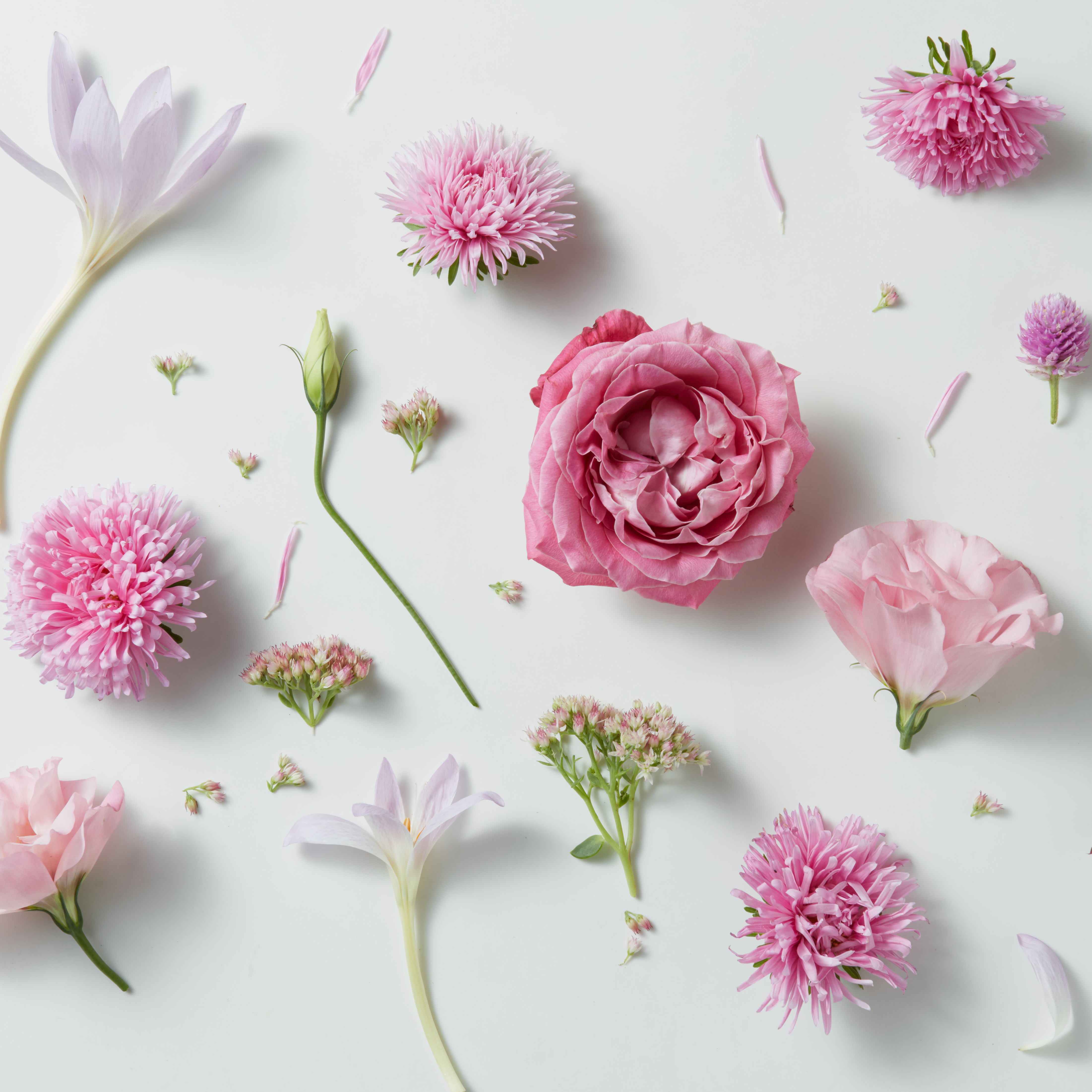 Hintergrund mit rosa Rosen und Knospen auf weißem Hintergrund