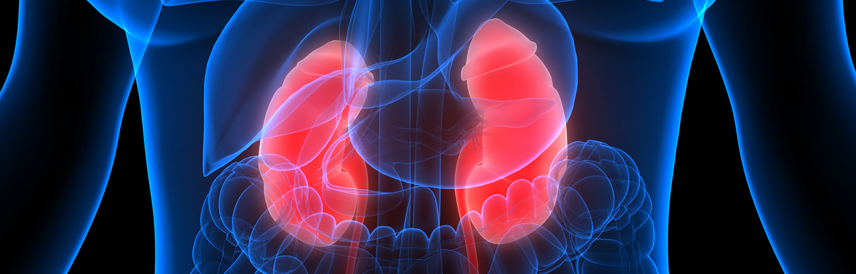 Nieren - AdobeStock/magicmine