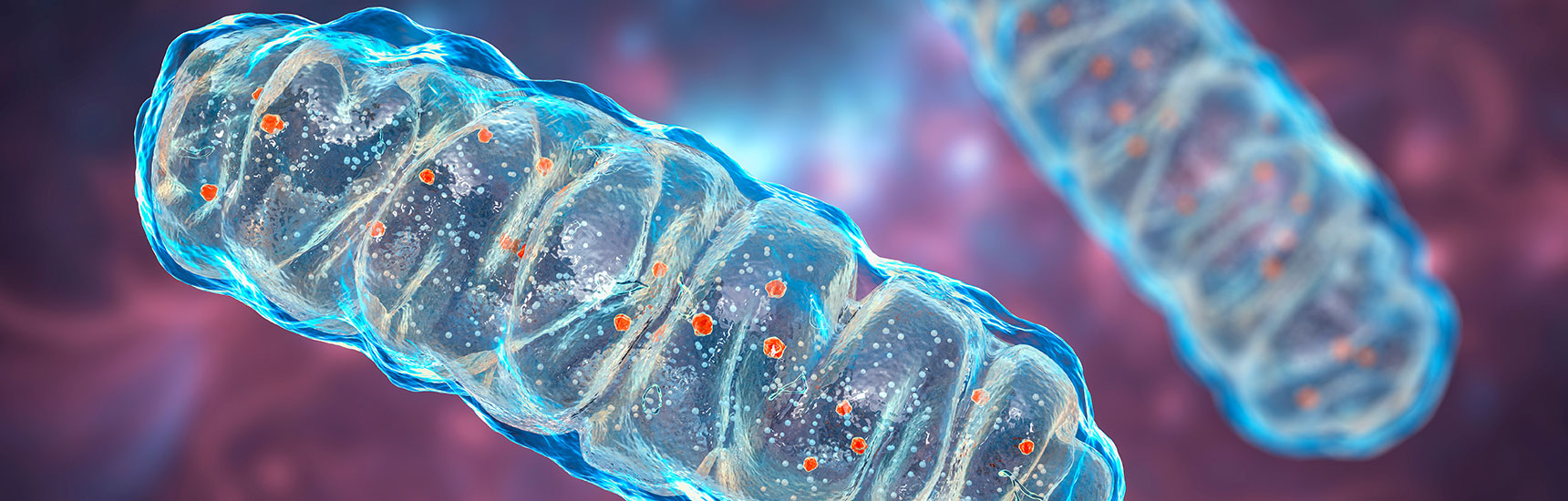 Mitochondrium - Credit: AdobeStock/Dr_Microbe