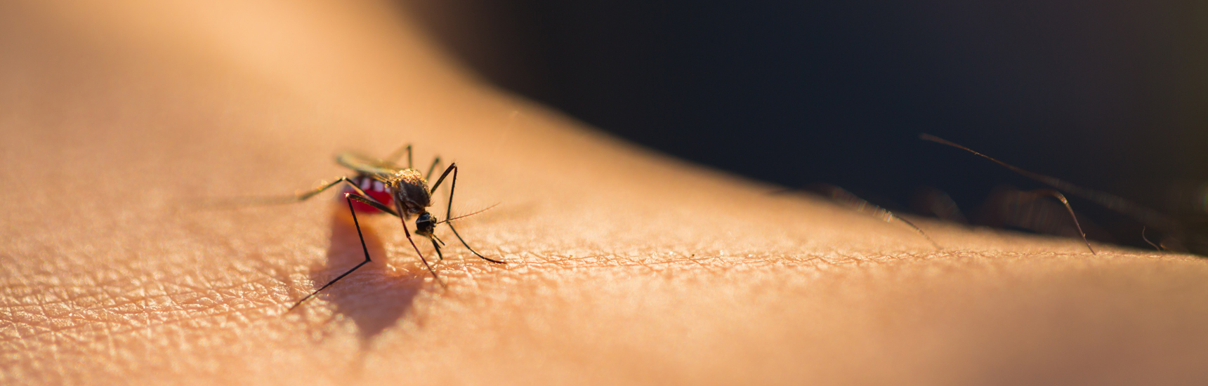 Mücke / AdobeStock - Lab_Photo